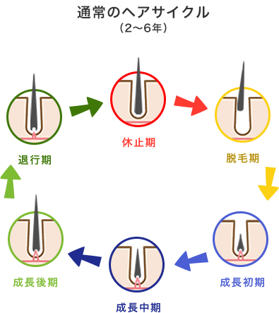 通常のヘアサイクル（2〜6年）